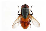Stomorhina xanthogaster