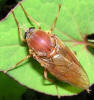 Coenomyia basalis
